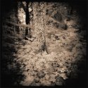 walking the dog and holga (IR-loaded)