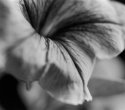 Petunia
