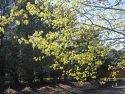Spring Sugar Maple