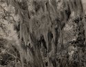 tree moss