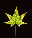 45rvp100-yellow-leaf-epson