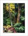 Forest #1