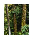 Forest #2