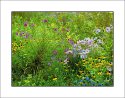 Fall Wildflowers