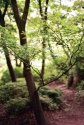 Japanese Maples 65