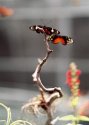 Butterfly 68