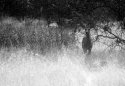 Deer in the Shadows