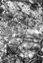 Manzanita leaves