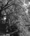 leaves and light
