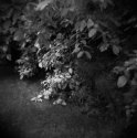 Holga_01