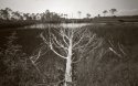 tree grass pond