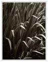 reed