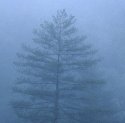 Tree in Fog