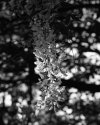 Laburnum