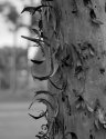Curly bark