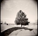 tree at vcem