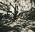 Garden Oak