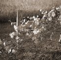 Vines