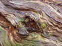 Redwood