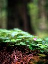 Beneath the redwoods...