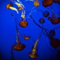 Aquarium
