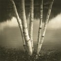 Birches (print)