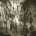 Storm Through The Willows