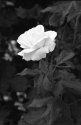 Rose in park