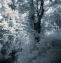 The Last Pond
