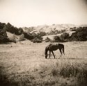 A Horse With No Name