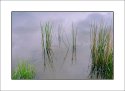 Beaver Pond Grass