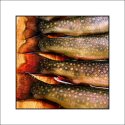 Brook Trout Tails