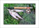 Catch of the Day