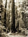 Sequoia & Family