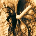 stoned anthurium