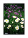 Daisies & Chives