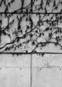 CSU_Vinesandwall5X7TriX_copy