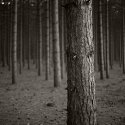 Woods (Photostock 2009)