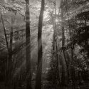 Fog and Sun (Photostock 2009)