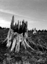 Kingston Plains 1 (Photostock)