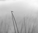 Oneal Lake Dragonfly (Photostock)