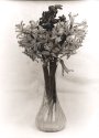 Hyacinth