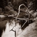 Tree Arch, Miner River, MI (photostock 2009)