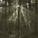 Rays (Print - Photostock 2009)