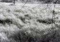 Blown Grass