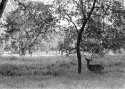 Deer eating tree leaves
