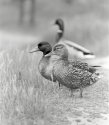 Ducks