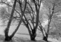 Cliff Top Trees