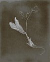 Lumen Print #1 Leaf of Orchid