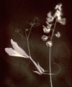 Lumen Print #2 Orchid